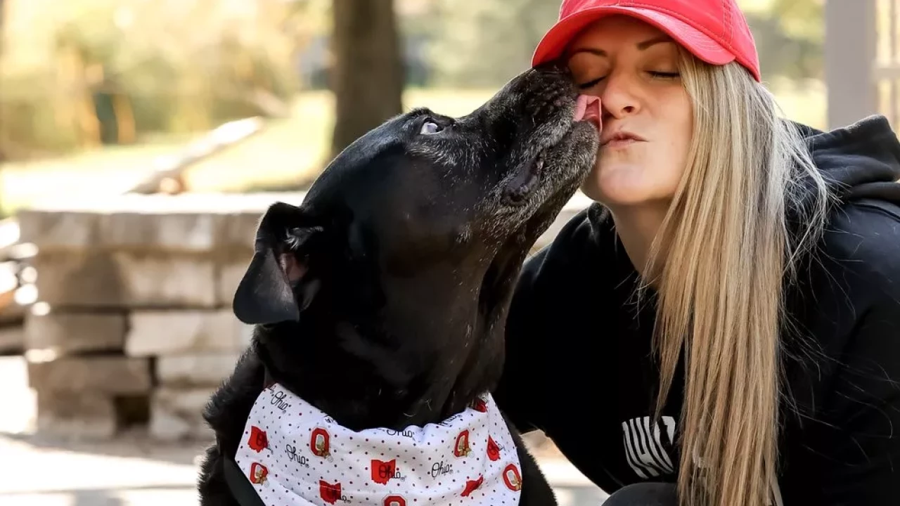 Black dog gives a model a kiss on the cheek while wearing an Ohio State bandana
